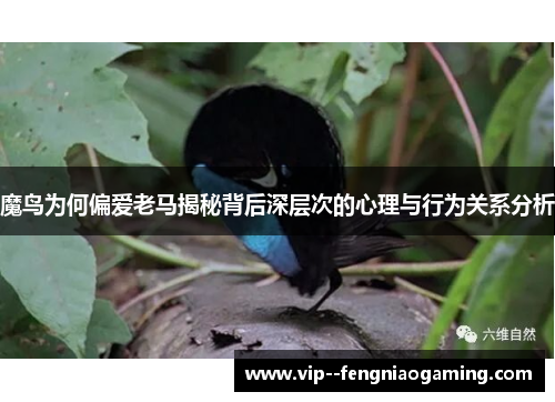 魔鸟为何偏爱老马揭秘背后深层次的心理与行为关系分析